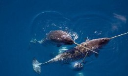 鲸鱼的叫声爆料视频,探寻海洋巨兽的神秘沟通之谜